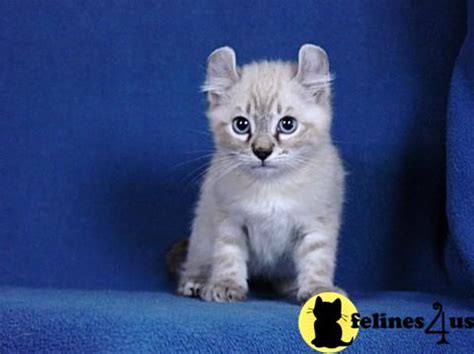 We pride ourselves in having the most healthy highland lynx kittens on this side of georgia! Highland Lynx Kitten for Sale: Highlander Kittens TICA ...
