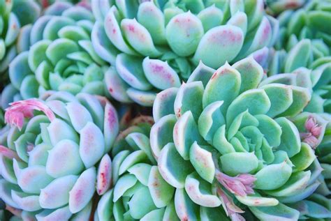 Although It Always Had A Loyal Following Hens And Chicks Also Known As Houseleek Is An