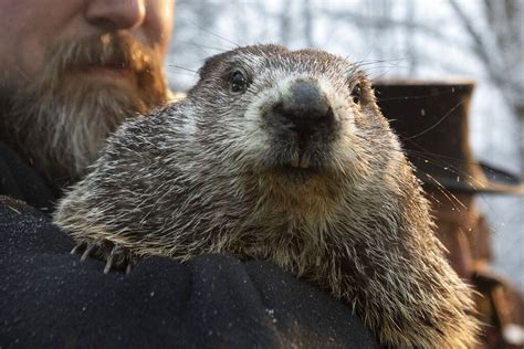Groundhog Day: Did Punxsutawney Phil see his shadow? Groundhog predicts more winter - masslive.com