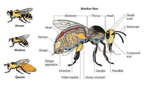 Worker Bee And Queen Bee Drone Bee Anatomy Diagram