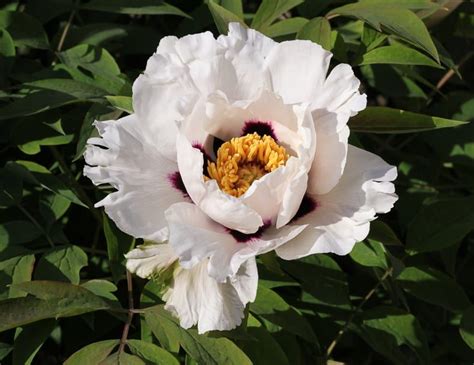 Tree Peony Care How To Grow Tree Peonies Gardening From House To