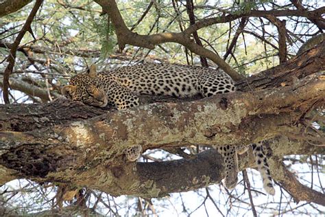 Leopard Sleeping In Tree Stock Photos Pictures And Royalty Free Images