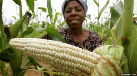 How To Grow Maize To Harvest Better Yields Agropreneur Zimbabwe