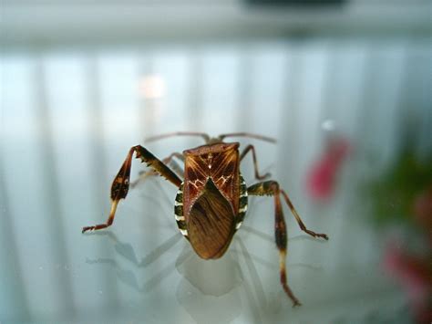 Heute gibt es viele verschiedene werkzeuge, mit denen man sich vor. Gratis Afbeeldingen : natuur, wit, fotografie, venster ...