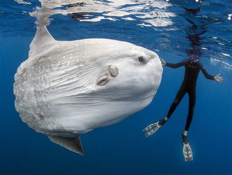 This 5000 Pound Behemoth Is The Worlds Heaviest Bony Fish Live Science