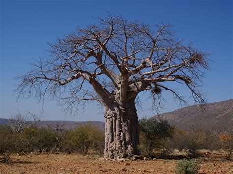 A Baobab Tree Near Omuramba Kunene Namibia
