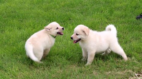 Samoyed Mix Puppies For Sale Youtube