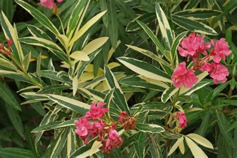 Nostalgic with a chip on our shoulders. Nerium oleander «Variegata»