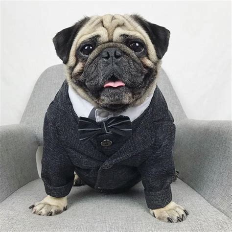 Handsome Gentry Dog Wedding Costume French Bulldog Pug Vest Suit In