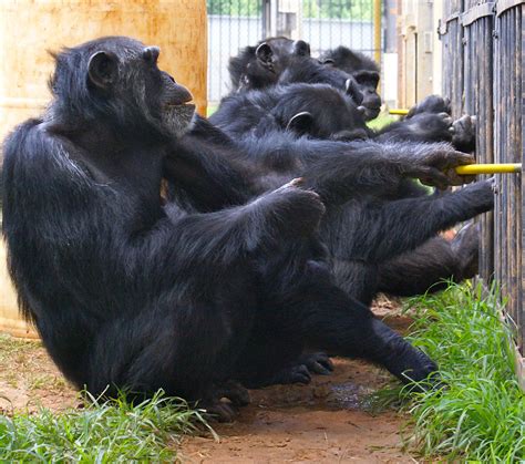 Cooperation Not Competition How Chimpanzees Work Together To Obtain