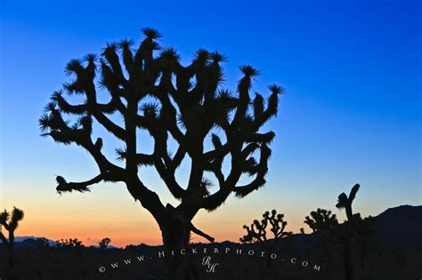 Joshua Tree Silhouette Twilight Photo Information