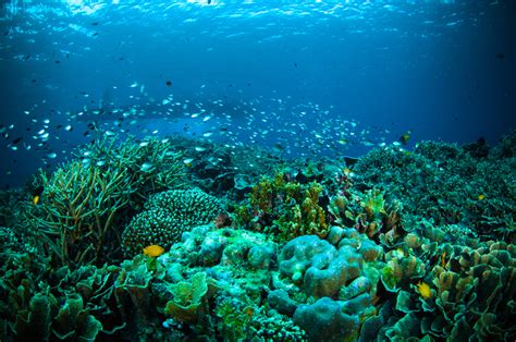 Dalam beberapa tahun terakhir, pariwisata malaysia telah menarik. 3 Spot Diving Paling Favorit di Taman Laut Bunaken yang ...