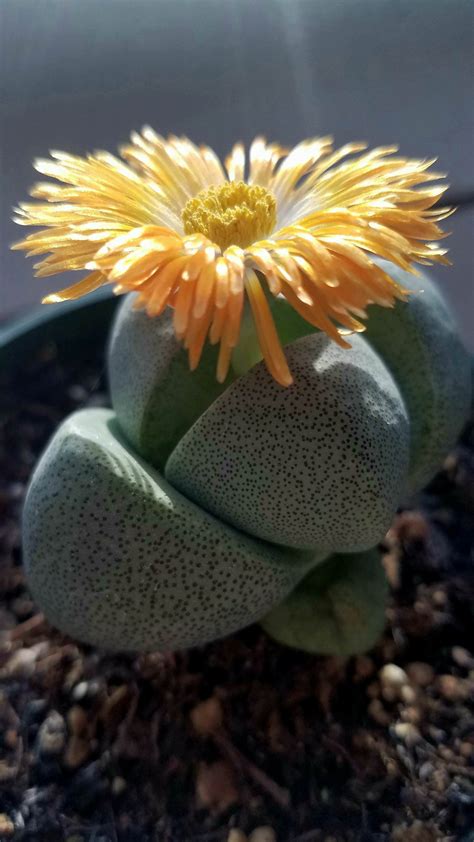 Maybe you would like to learn more about one of these? Split Rock succulent (Pleiospilos Nelii) Bought at Lowe's ...