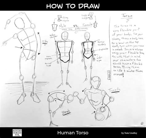 How To Draw A Human Torso Ashcan Comics Pub Acp Studios Ashcan