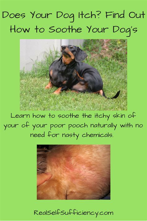 Learn How To Soothe The Itchy Skin Of Your Poor Pooch Naturally With No