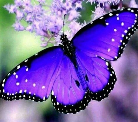 Beautiful Butterfly Picture