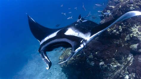 Scuba Diving With Manta Rays In Phuket Aussie Divers Phuket