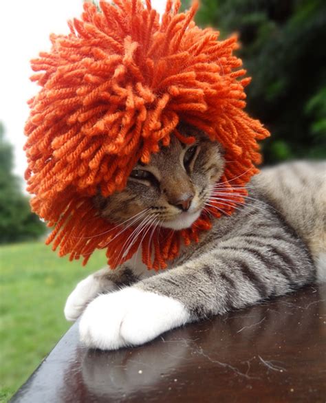 Funny Cats Hats For Cats