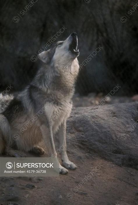 Mexican Wolf Canis Lupus Baileyi Arizona Sonoran Desert Museum