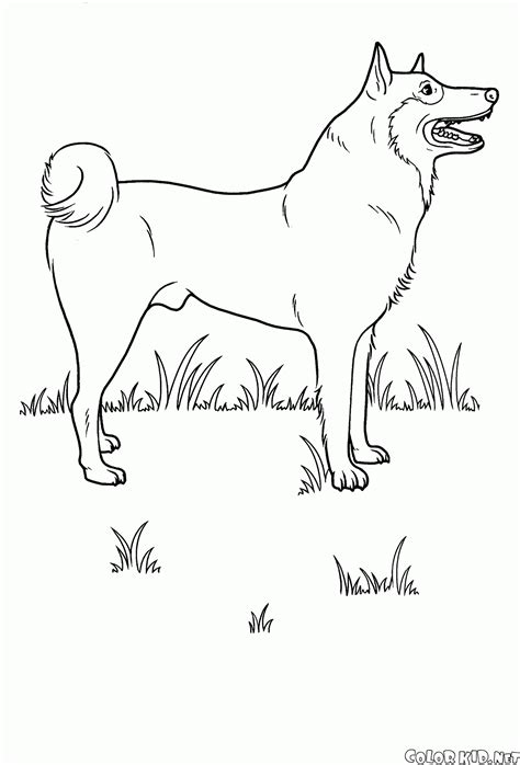 Coloring Page Domestic Animals