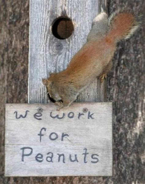 30 Squirrels Memes And Photos That Will Drive You Nuts I Can Has