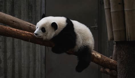 What Does Panda Culture Mean In China You Must Know This Amazing