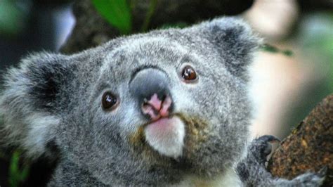 A Happy Koala Youtube