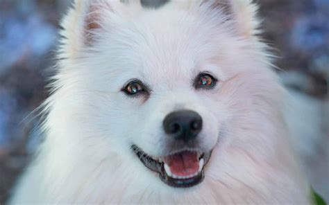 27 Fluffy White Dog Breeds That Will Amaze You