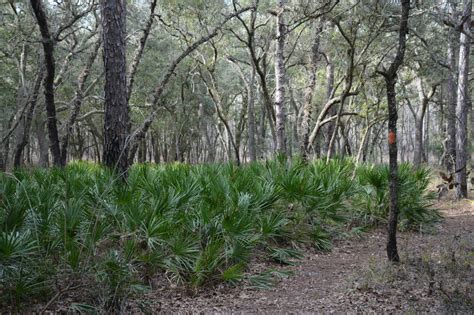 Croom Hiking Trail | Florida Trail Croom | Florida Hikes!