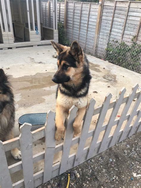 1 Yr Old Female German Shepherd In Beccles Suffolk Gumtree