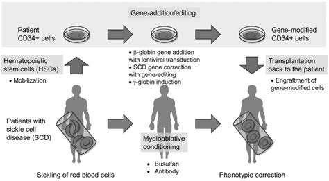 Cells Free Full Text Hematopoietic Stem Cell Gene Additionediting Therapy In Sickle Cell