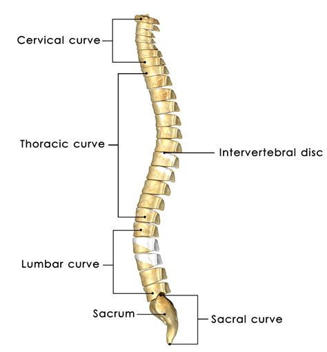 Regiões Da Coluna Vertebral