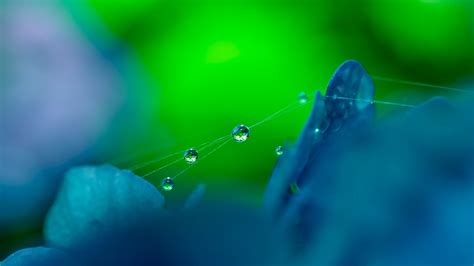 Wallpaper Sunlight Flowers Nature Water Drops Insect Green Blue