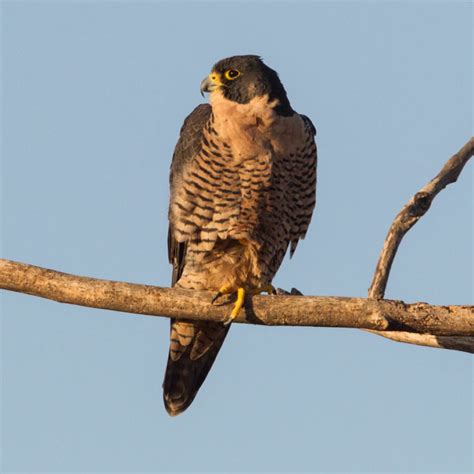 Peregrine Falcon California Ricelands Waterbird Foundation