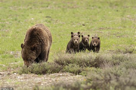 incredible wild grizzly bear becomes world famous after giving birth to four cubs at the age of 24