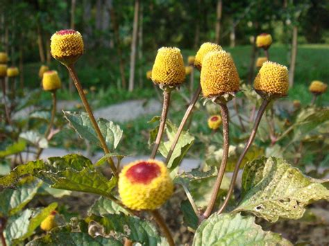 Spilanthes Acmella Toothache Plant Seed Etsy