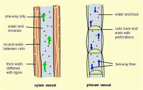 Labelled Diagram Of Xylem And Phloem Showing Its Components