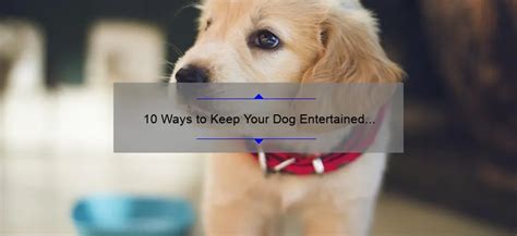 10 Ways To Keep Your Dog Entertained Outside While Youre At Work A