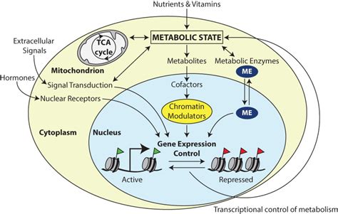 Undercover Gene Control By Metabolites And Metabolic Enzymes