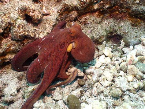 Tikimaster Hawaiian Octopus Tako HE E Hand Carved Non Ubicaciondepersonas Cdmx Gob Mx