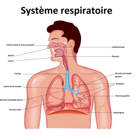 Comprendre la Respiration Association Française du Syndrome d Ondine