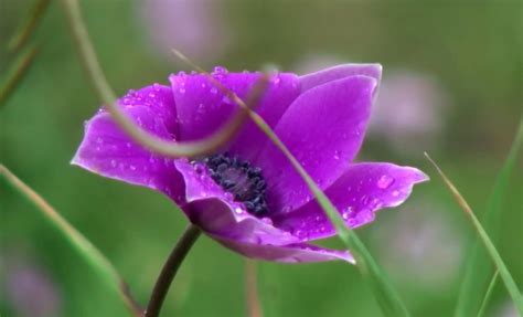 Purple Mountain Wildflower Image Free Stock Photo Public Domain