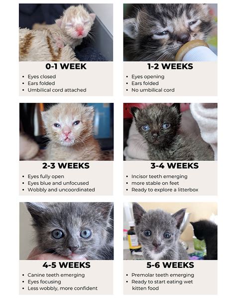 3 Month Old Kitten Size Chart