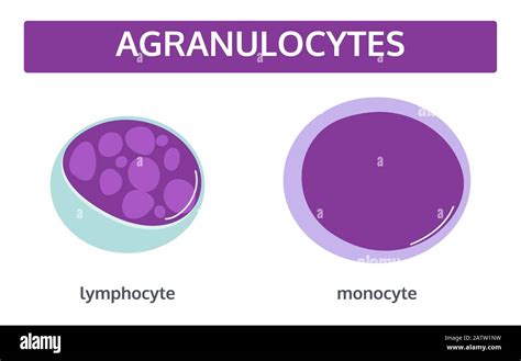 Structure Agranulocyte Stock Vector Images Alamy
