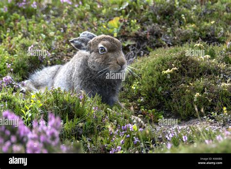 Mountain Hare Lepus Timidus Scottish Highlands August 2017 Stock