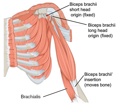 Posterior Upper Limb Muscles