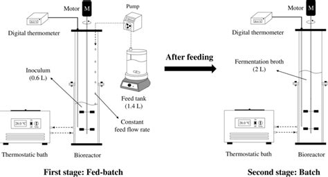 Schematic Illustration Of The Two Stages Of Ethanol Fermentations