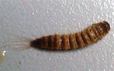 Bug Larvae Identification