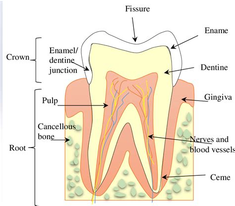 Primary Tooth Diagram
