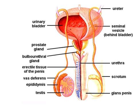 The human male reproductive system consists of a scrotum, testes, testicular lobules, seminiferous tubules, urethra, and penis. Label Male Reproductive System Diagram - Made By Creative ...